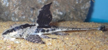Loricaria rio atabapo3